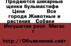Продаются шикарные щенки бульмастифа › Цена ­ 45 000 - Все города Животные и растения » Собаки   . Ингушетия респ.,Магас г.